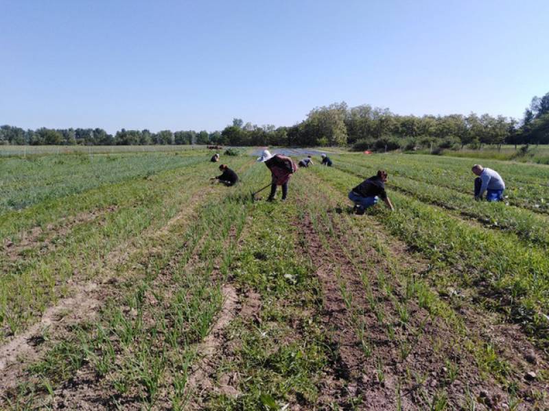 Roanne : Votre Panier de légumes Bio chaque semaine avec Bio Cultura