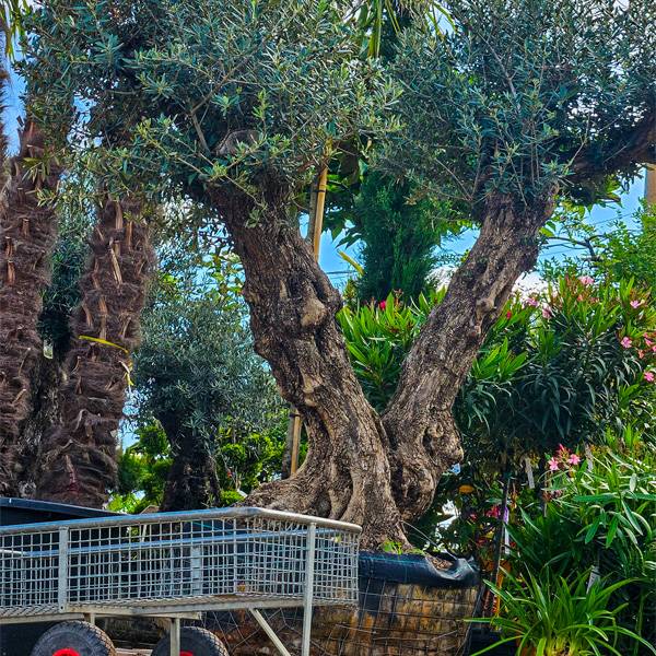 VOTRE JARDIN SUR-MESURE AVEC LA PÉPINIÈRE & JARDINS D’AIGUILLY